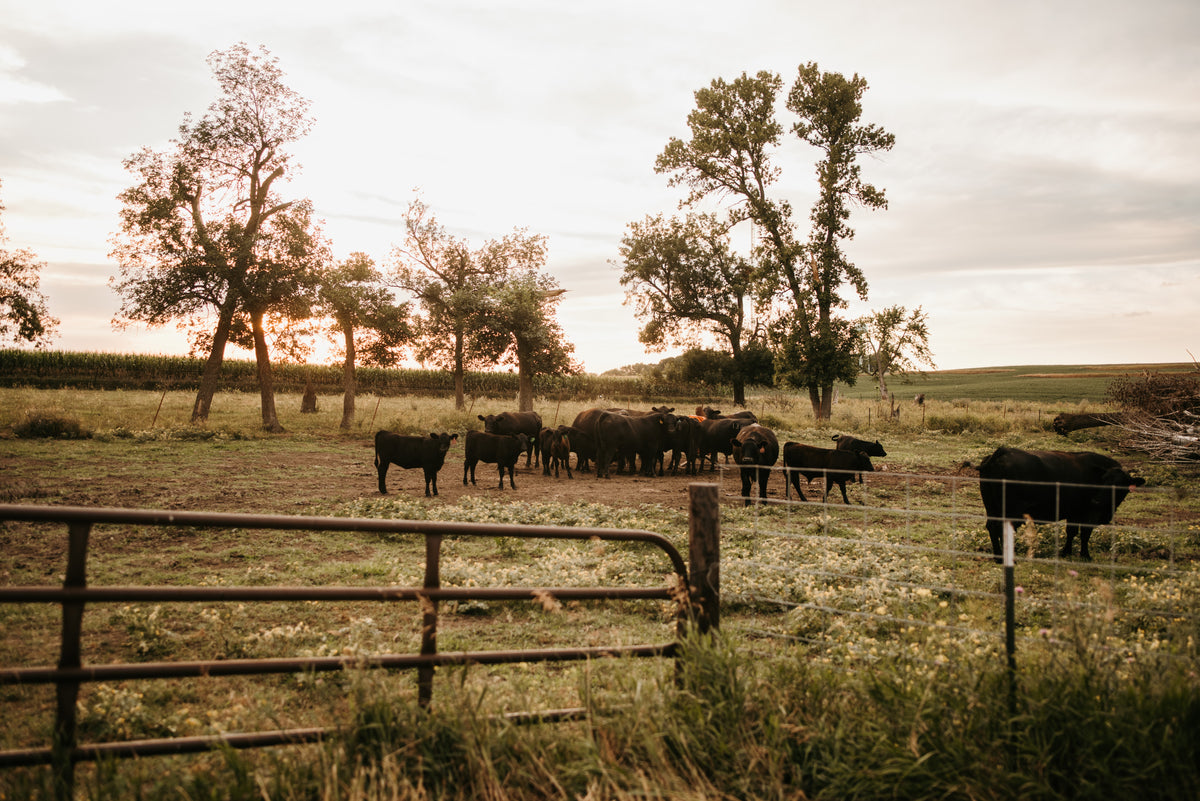 Angus Pure Beef Farm RK Angus Farms