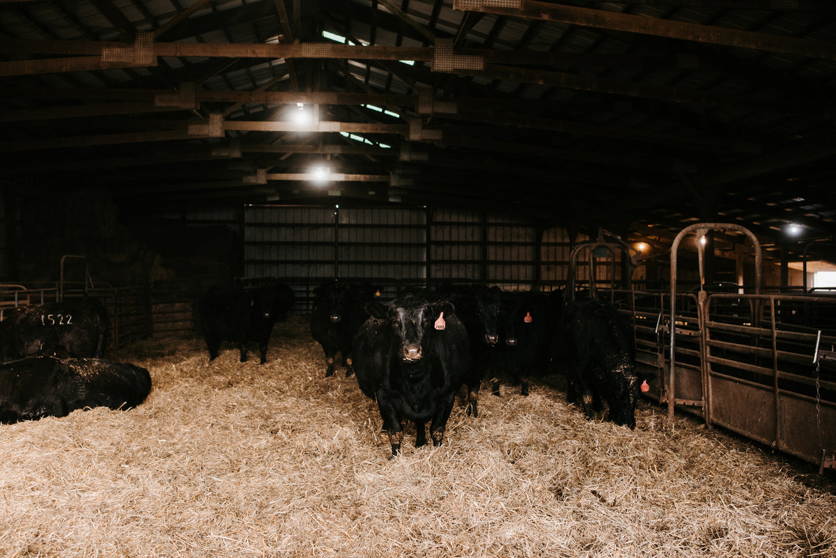 Angus Pure Beef Farm Our Story – RK Angus Farms
