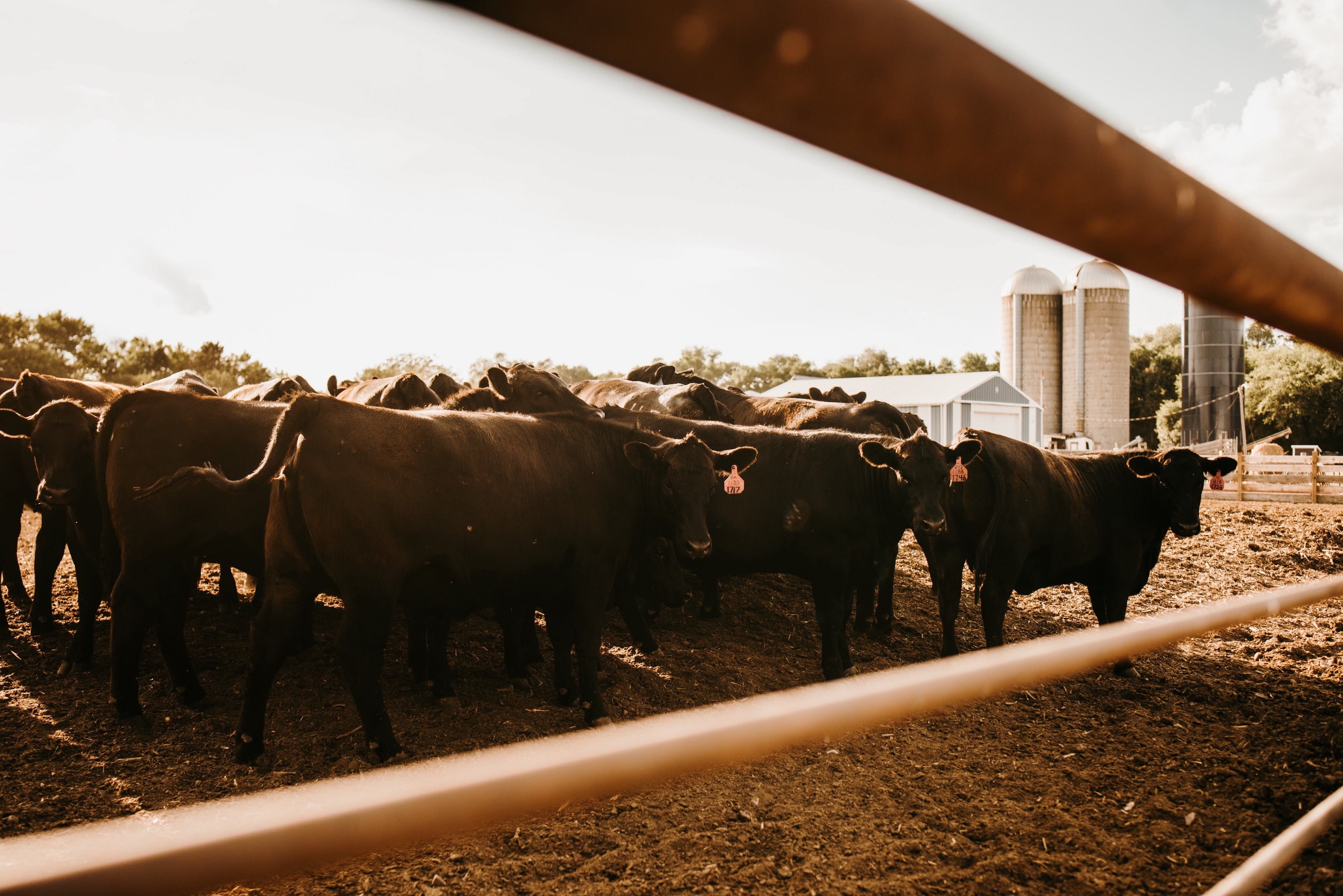 Our Story – RK Angus Farms